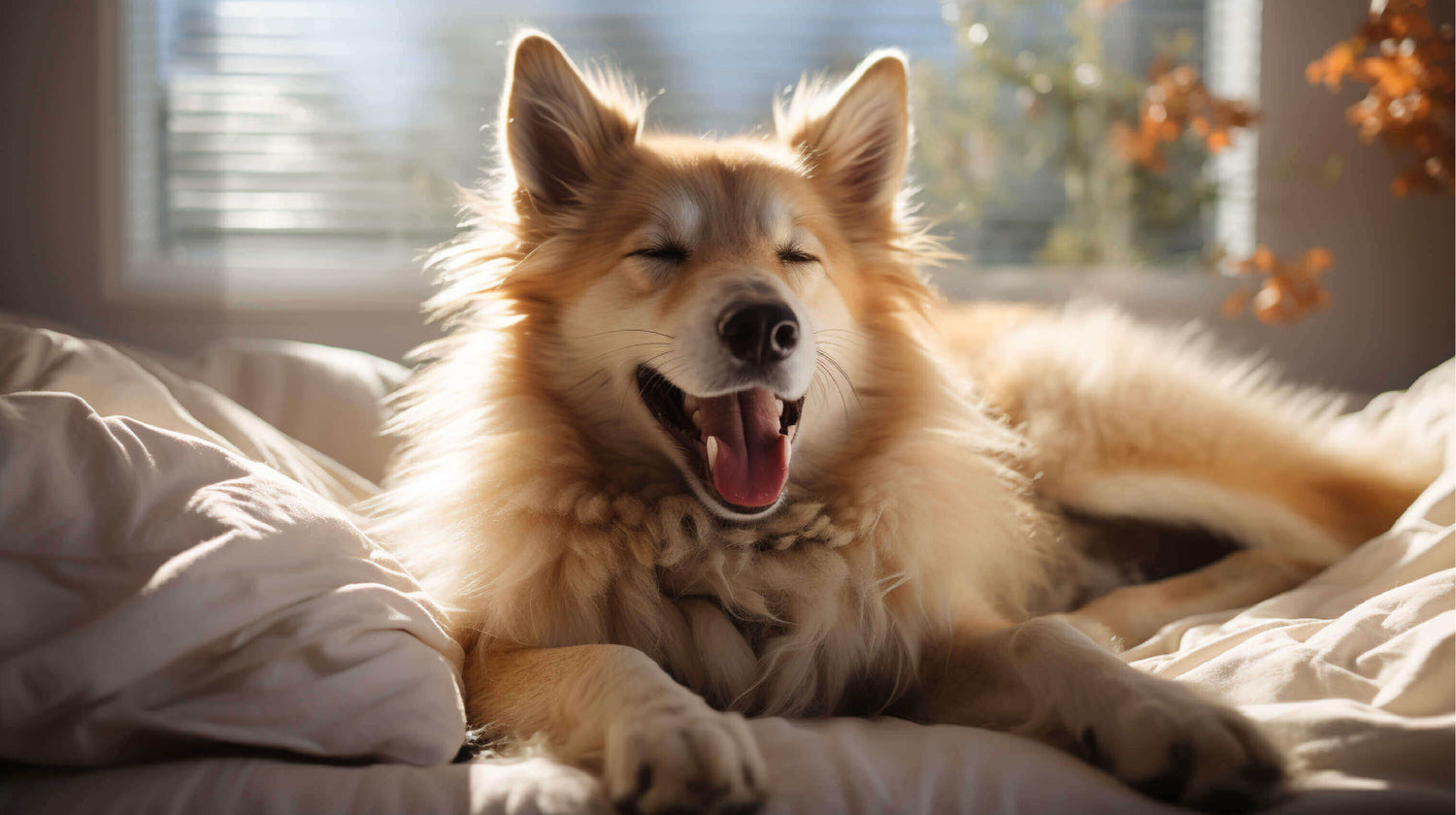 Welcoming All Family Members: Souver's Pet-Friendly Bedding Collection