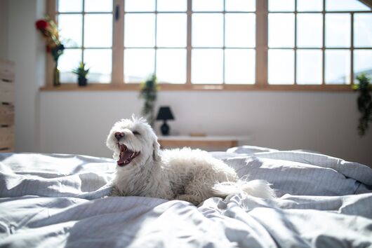 Why does my dog scratch my bed sheets?