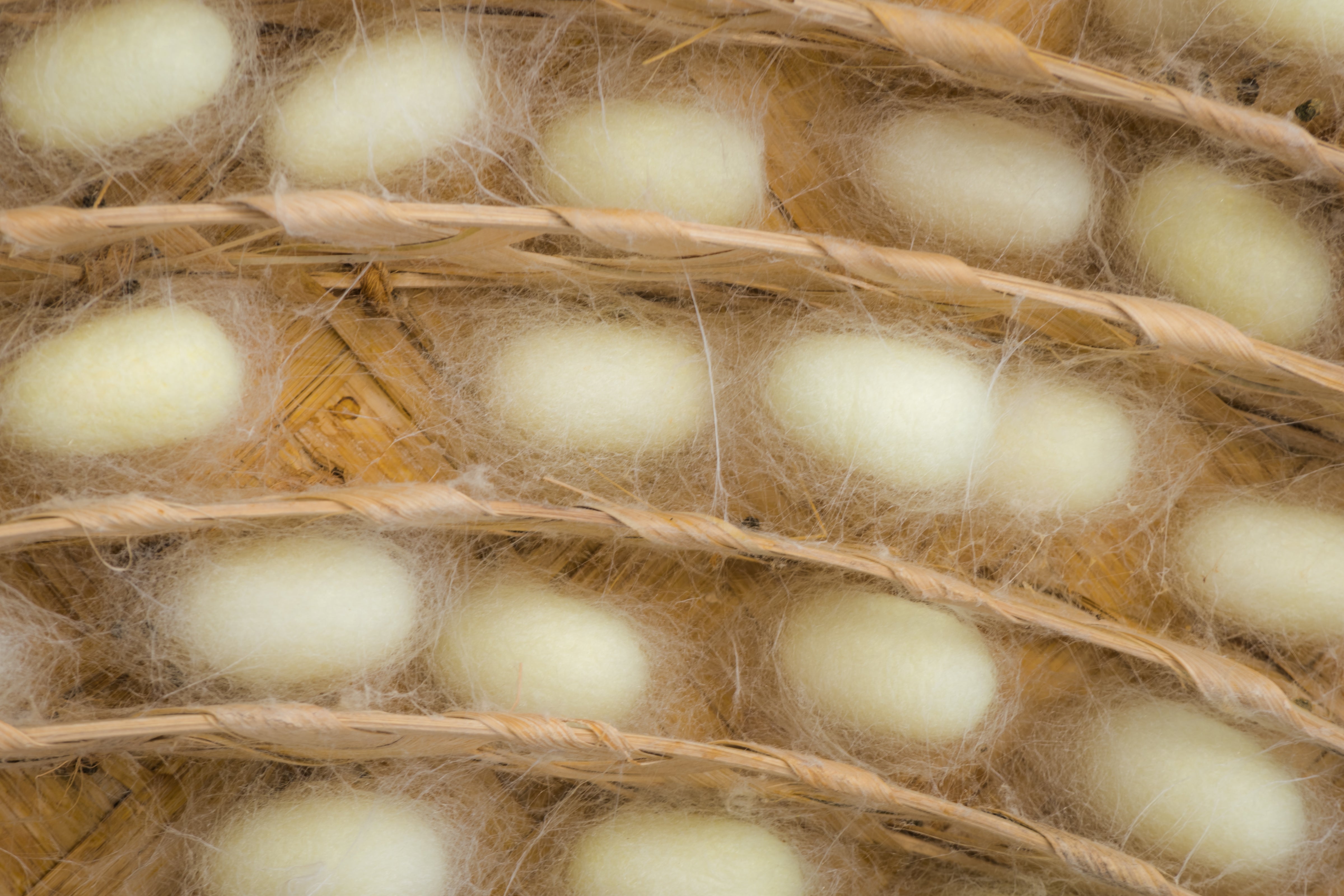 The Unique Profile of Mulberry Silk